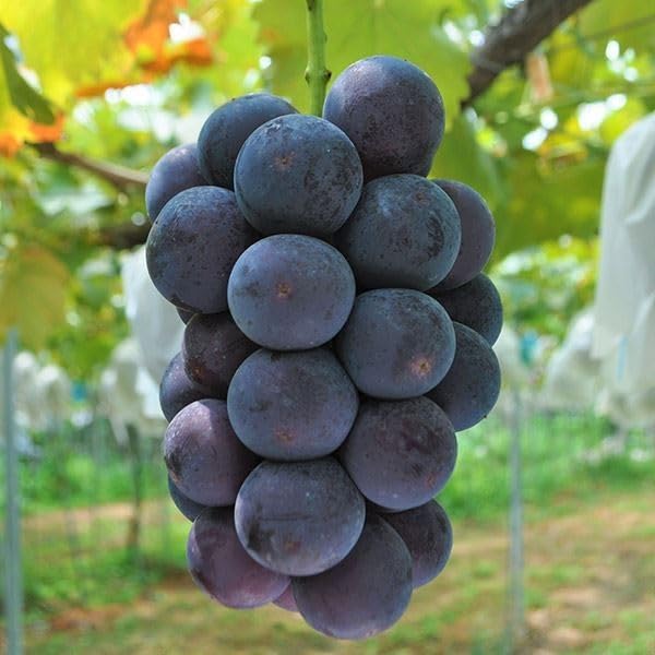 ナガノパープル ぶどう ブドウ 苗木 接木苗 特等苗 PVPシール付き 希少